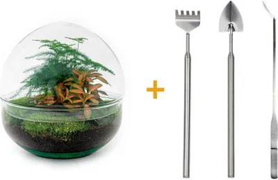 Productafbeelding van DIY terrarium - Koepelvormig - Hoogte: 20 cm