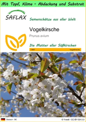 Produktbild von SAFLAX Garden to go - Vogelkirsche - Prunus avium - 10 Samen - Mit Topf, Klima - Deckel und Anzuchtsubstrat