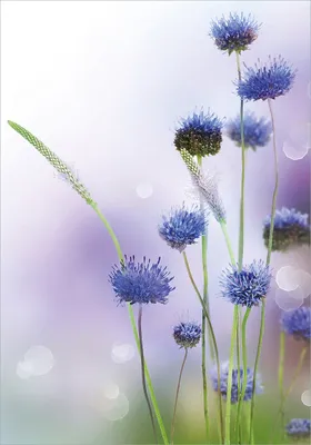 Produktbild von Wallario Poster - Abstrakte lila Blume, Kunstdruck Größe: 70 x 100 cm
