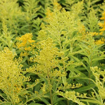 Produktbild von 6 x Goldrute  - Solidago 'Goldenmosa'  | Topf 9cm x 9cm