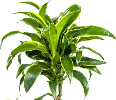 Obrázek produktu pro Dracaena Deremensis Dorado – dračí strom, pokojová rostlina, průměr 21 cm, výška 100–120 cm, dekorace