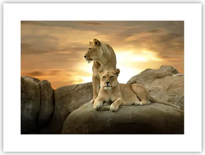 Produktbild von Poster - Poster ohne Rahmen - Löwen Sonnenuntergang Felsen Krallen - 40x30 cm - Wand Bild - Wanddeko - Wandbilder - Kunstposter - Wandposter - Bilder - Kunstdruck - Wandbild - P2XAA40x30-2958