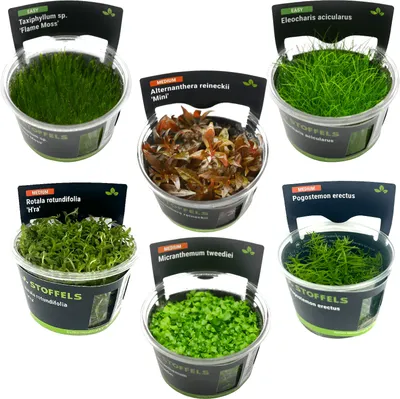 Produktbild von Stoffels In-Vitro Sortiment Breeders Choice - Set aus 6 In-Vitros