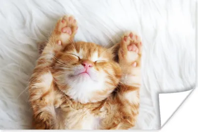 Produktbild von MuchoWow® Poster Katze - Rot - Haustiere - Kätzchen 90x60 cm - Schlafzimmer