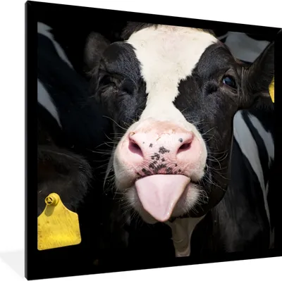 Produktbild von MuchoWow® Gerahmtes Poster Kuh - Licht - Porträt 40x40 cm - Poster mit Schwarzem Bilderrahmen Wandposter Rahmen Foto Bilder - Mit Rahmen - Wanddekoration Schlafzimmer