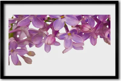 Produktbild von Bild 60x40 MDF-Rahmen Wandkunst Blumen Pflanzen