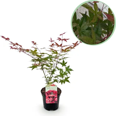 Zdjęcie produktu dla Klon japonski Acer palmatum Beni Maiko - czerwona roslina balkonowa, srednica