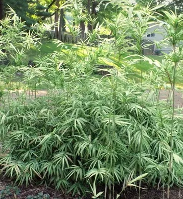 A dense clump of green and white striped bamboo plants in a garden setting.