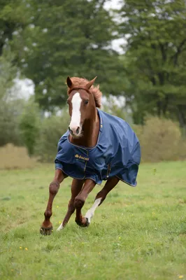 Immagine prodotto di Bucas Irish Turnout Medium 150g Classic - blu/oro, 145