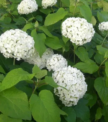 Obrázok produktu pre Hortenzie Hydrangea arborescens - Annabelle 40 - 60 cm