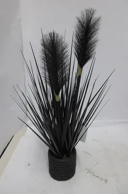 Produktbild von Gilde Pampasgras im Topf H. 40 cm 57339