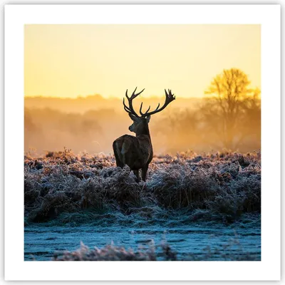 Produktbild von Poster - Poster ohne Rahmen - Feld Nebel Natur Baum - 50x50 cm - Wand Bild - Wanddeko - Wandbilder - Kunstposter - Wandposter - Bilder - Kunstdruck - Wanddekoration - Wandbild - P2XAC50x50-2428
