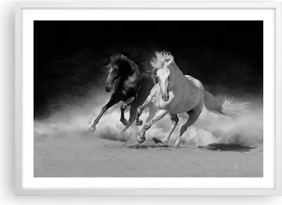Produktbild von Gerahmtes Poster - Weißer Rahmen - Andalusier Pferde Galopp - 70x50 cm - Wand Bild - Wanddeko - Wandbilder - Kunstposter - Wandposter - Bilderrahmen - Bilder - Kunstdruck - Wandbild - P2WAA70x50-4240
