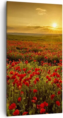 Produktbild von Bild auf Leinwand - Leinwandbild - Mohn Blume Wiese - 55x100cm - Wand Bild - Wanddeko - Wandbilder - Leinwanddruck - Bilder - Kunstdruck - Wanddekoration - Leinwand bilder - Wandkunst - PA55x100-3643