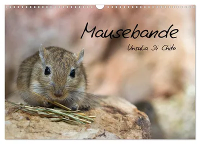 Produktbild von Mausebande (Wandkalender 2027 DIN A3 quer), CALVENDO Monatskalender