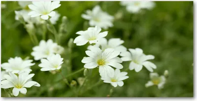Produktbild von Tulup® Glas-Bild - 100x50 -Wandkunst - Wandbild hinter gehärtetem Sicherheitsglas  - Blumen & Pflanzen - Frühlingsblumen - Weiß