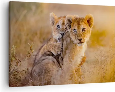 Produktbild von Bild auf Leinwand - Leinwandbild - Löwe Natur Tier - 70x50cm - Wand Bild - Wanddeko - Wandbilder - Leinwanddruck - Bilder - Kunstdruck - Wanddekoration - Leinwand bilder - Wandkunst - AA70x50-3480