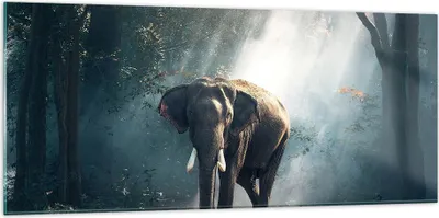 Produktbild von Bilder auf glas - elefant natur - 120x50cm - Glasbilder - Wandbilder - Kunstdruck - zum Aufhängen bereit - Wanddekoration aus Glas - Glas Bilder - Wandbild auf Glas - Einteilig - GAB120x50-3972