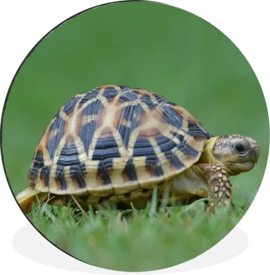 Produktbild von MuchoWow® Aluminium Wandkreis Schildkröte im Gras Ø 60 cm Wanddeko Modern Wohnzimmer - Wand Kreis - Wandbild - Schlafzimmer - Aluminium Bild - Kinderzimmer - Wohnzimmer Dekoration - Wandschmuck