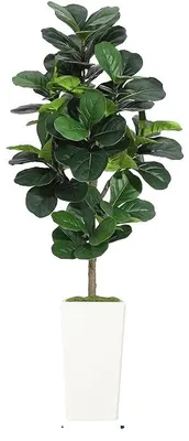 Productafbeelding van Vioolvijg, realistisch plantenontwerp, interieurdecoratie, 180 cm