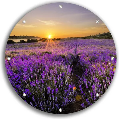 Produktbild von Wallario rundes Outdoor-Poster für Garten oder Balkon, Motiv Sonnenuntergang über dem Lavendel, 30 cm Durchmesser