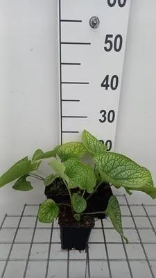 Image de 6 x Brunnera macr. 'Alexander's Great' - Caucasian Vergissmeinnicht - Topf 9 x 9 cm