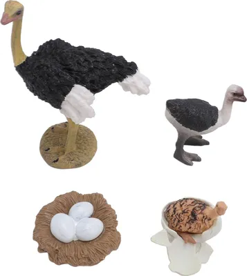 Produktbild von Strauß-Lebenszyklus-Figur, PVC, realistisches Spielzeug, Tierwachstum für Kinder