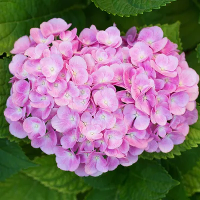 Image de Green boutiQ - Hortensia - Hydrangea macrophylla Rose - Fleur rose - 3 plants - 1 m² - À feuilles caduques - Peu d'entretien - Pot de 17 cm, hauteur 30 cm