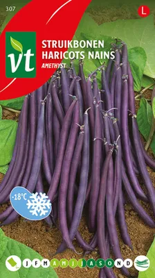 Obrázok produktu pre Semená fazule Ametyst - cca 25 gr | VT_307