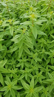 Image de Aloysia citriodora / Verveine citronnelle