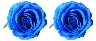 Produktbild von 2 realistische künstliche Rosenblütenköpfe aus Kunstseide ohne Stiel für DIY-Bastelarbeiten, Hochzeiten, Babypartys und Tischdekorationen