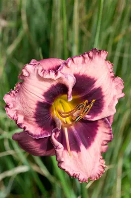 Zdjęcie produktu dla Hemerocallis x cult. 'Daring Deception', Taglilie, zweifarbig, ok. 11x11 cm Topf