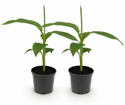 Obrázek produktu pro Musa basjoo – mrazuvzdorný banánovník – 12cm květináč – cca 30 cm – sada 2 ks
