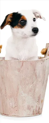 Produktbild von Wallario Poster - Hunde-Welpe Jack Russel Terrier in einem Holzeimer, Kunstdruck Größe: 80 x 200 cm