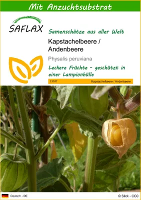 Produktbild von SAFLAX - Kapstachelbeere / Andenbeere - Physalis peruviana - 100 Samen - Mit keimfreiem Anzuchtsubstrat