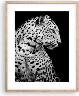 Produktbild von Gerahmtes Poster - Rahmen in heller Eiche - Leopard Panther Katze - 40x50 cm - Wand Bild - Wanddeko - Wandbilder - Kunstposter - Wandposter - Bilderrahmen - Bilder - Kunstdruck - P2NPA40x50-4919