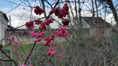 Image de Euonymus europaeus / Fusain d’Europe