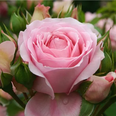 Obrázok produktu pre Ruža  - Kordes Feenrose - Ruža 'Rosenfee'®