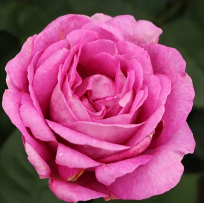 Produktbild von Rosa  - Kordes Parfuma® Rose - Rosa 'Carmen Wurth'®