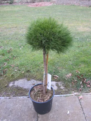 Produktbild von Pinus densiflora Low Glow - Hochstamm 60 cm - Japanische Zwerg-Rotkiefer