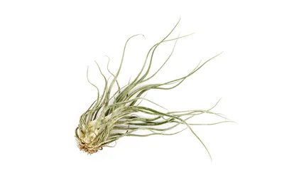 Obrázek produktu pro Gardners Tillandsia Ehleriana