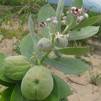 Image de Pomme de Sodome (Calotropis procera) - 5 graines