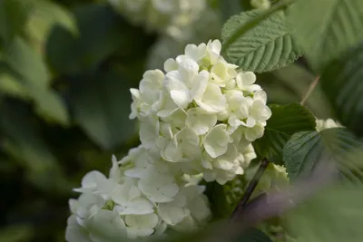 Produktbild von Viburnum plicatum 'Newport', Japanischer Schneeball, 50–60 cm