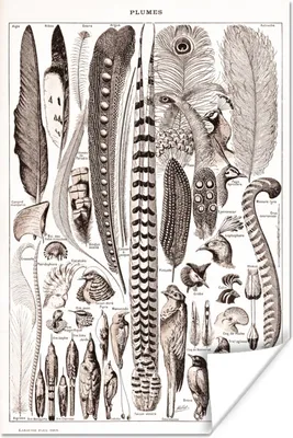 Produktbild von MuchoWow® Poster Tiere - Federn - Schwarz - Weiß 60x90 cm - Wanddekoration