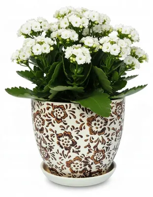 Produktbild von Mattweisser Keramikblumentopf Mit Blumengravur, Durchmesser 22 Cm, Höhe 18,5 Cm