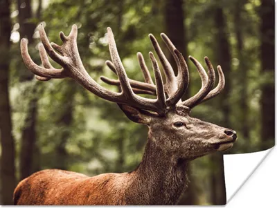 Produktbild von MuchoWow® Poster Hirsch - Natur - Geweih - Wald - Tiere 120x90 cm - Wandbild