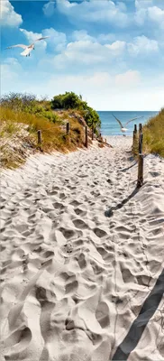 Produktbild von Türtapete Türposter Möwen auf dem Weg zum Strand - Größe: 93 x 205 cm