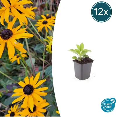 Zdjęcie produktu dla Bylina ozdobna - Jezówka - Rudbeckia fulgida 'Goldsturm' - Doniczka 9 cm - Zestaw 12 roslin