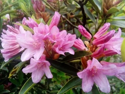 Produktbild von Rhododendron / Alpenrose - Rhododendron laetevirens 30-40cm