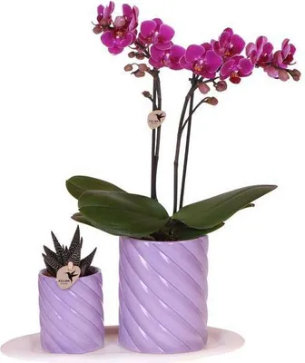 Produktbild von Phalaenopsis Orchidee Orange Geschenkset mit Grünpflanze und Tablett